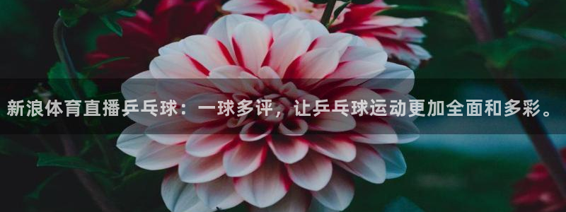 新浪体育直播乒乓球：一球多评，让乒乓球运动更加全面和多彩。