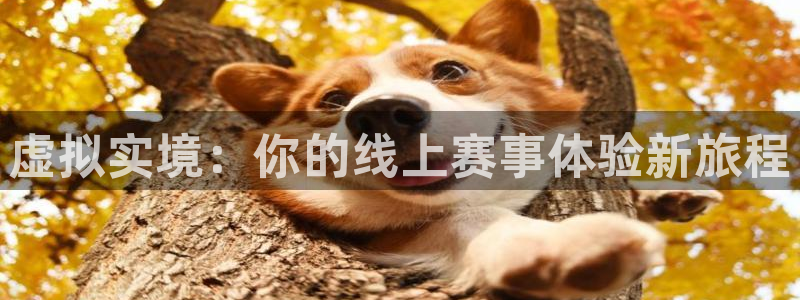 虚拟实境：你的线上赛事体验新旅程